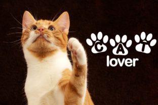 Cat Lover Font